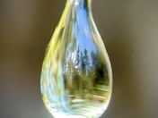 Douglas Fir Forest in a Drop of Sap 