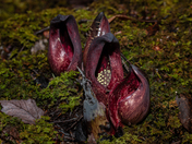 Emergence of the skunk cabbage