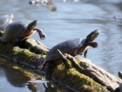 Turtle aerobics?