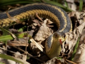 Garter snake 