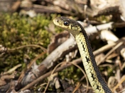 Garter snake 