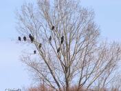 Roosting Site