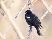 Redwing Blackbird in Golden Sunset Light