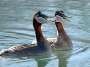 Red Necked Grebes