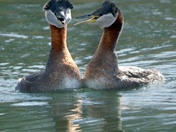 Red Necked Grebes