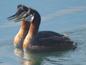 Red Necked Grebes