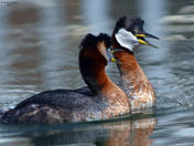 Red Necked Grebes