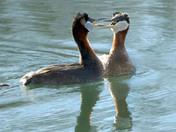 Red Necked Grebes