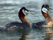 Red Necked Grebes