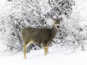 Deer in Snow