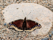 Early Butterfly