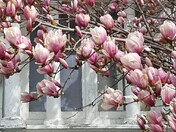 Magnolias blooming
