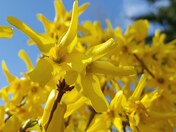 Forsythia blooming