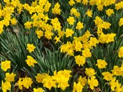 Daffodils full bloom