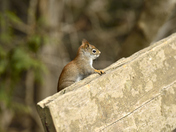 American Red Squirrel