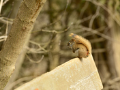 Red Squirrel
