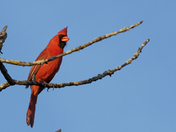Northern Cardinal