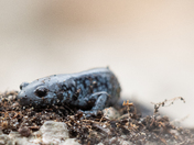 Small-mouthed Salamander 