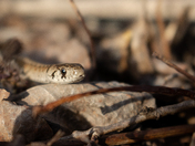 DeKay's Brownsnake