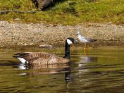 Canada Goose with Yellowlegs