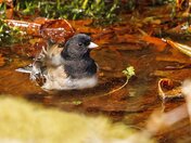 Splish Splash, He was Taking a Bath