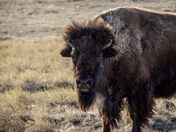 Plains Bison at Grasslands National Park