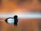 Greater Scaup