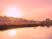 Goose Posing By The Lake At Sunrise