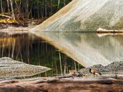 Bird Eyes Its Quarry