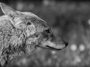 Portrait of a Coyote