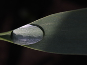 The Rain Drops