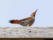 With a Flick of Its Head