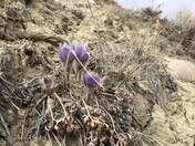 First Crocuses of Spring