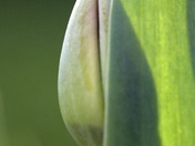 Before Blooming
