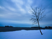 Winter tree