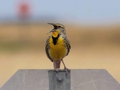 Meadowlark