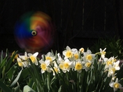 The windmill and flowers