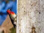 Don't Bug Me While I'm Working