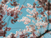 sunshine spring blossoms