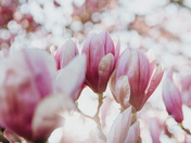 sunshine spring blossoms