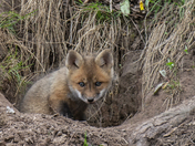Baby Fox