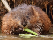Delicious Sunday lunch.