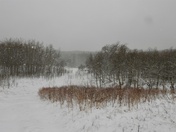 Ann and Sandy Cross Conservation Area