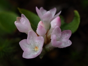 April showers bring Mayflowers
