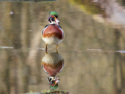 Wood Duck Reflection