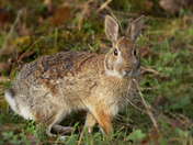 Snowshoe Hare