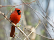 Northern Cardinal