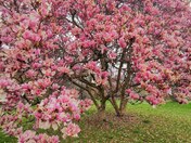 The most beautiful Magnolia Flowering tree