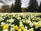 Beautiful Sea of springtime Beauty