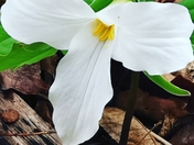The very beautiful white Trillium